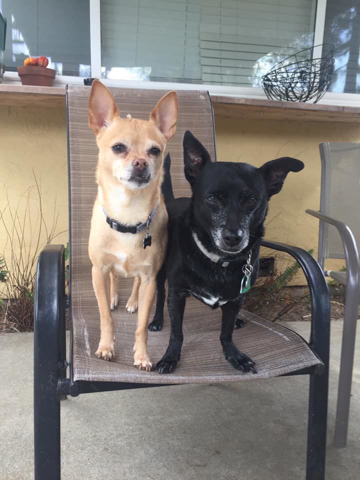 Regie and Scooby